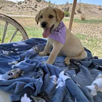 AKC Hunny, a female Labrador Retriever for sale in Pueblo, CO – 6 of 6