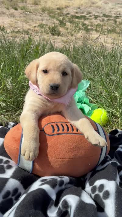 AKC Rose ready 5/15, a female Labrador Retriever for sale in Pueblo, CO – 4 of 4