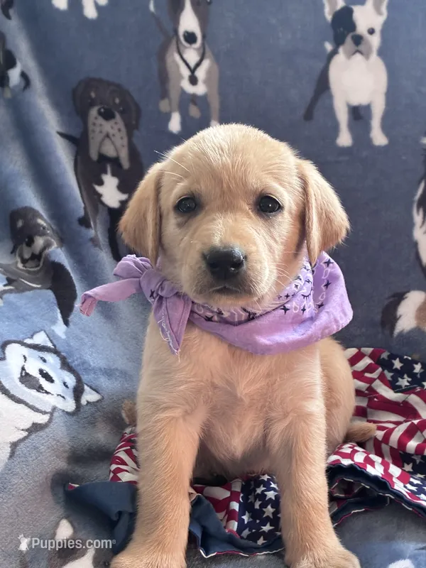 AKC Rapunzel – Labrador Retriever puppy for sale in Pueblo, CO