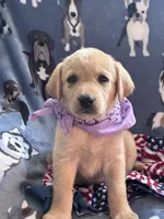 AKC Rapunzel, a female Labrador Retriever for sale in Pueblo, CO – 1 of 5