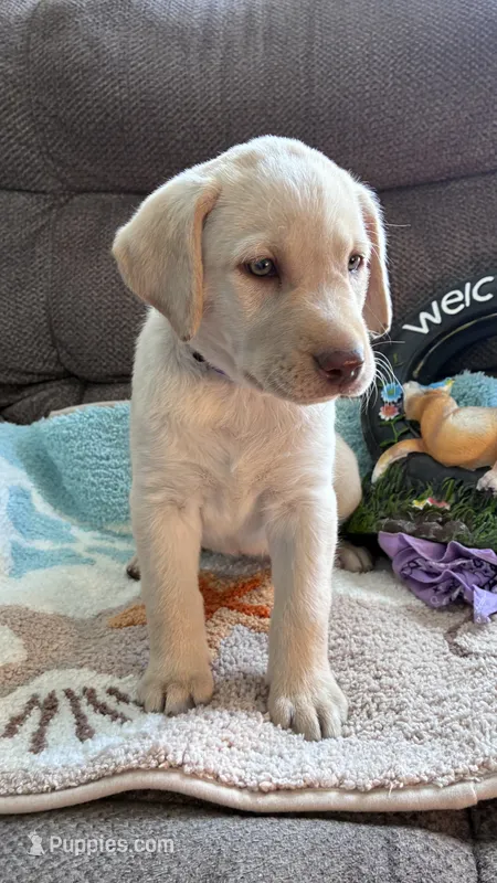 AKC Lila 🐾🐾 – Labrador Retriever puppy for sale in Pueblo, CO