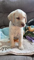 AKC Lila 🐾🐾, a female Labrador Retriever for sale in Pueblo, CO – 1 of 8
