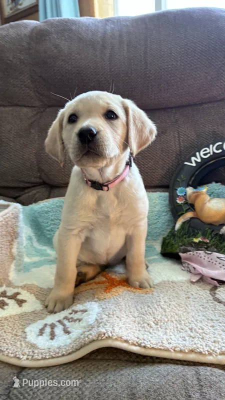 AKC Rose ready 5/15 – Labrador Retriever puppy for sale in Pueblo, CO