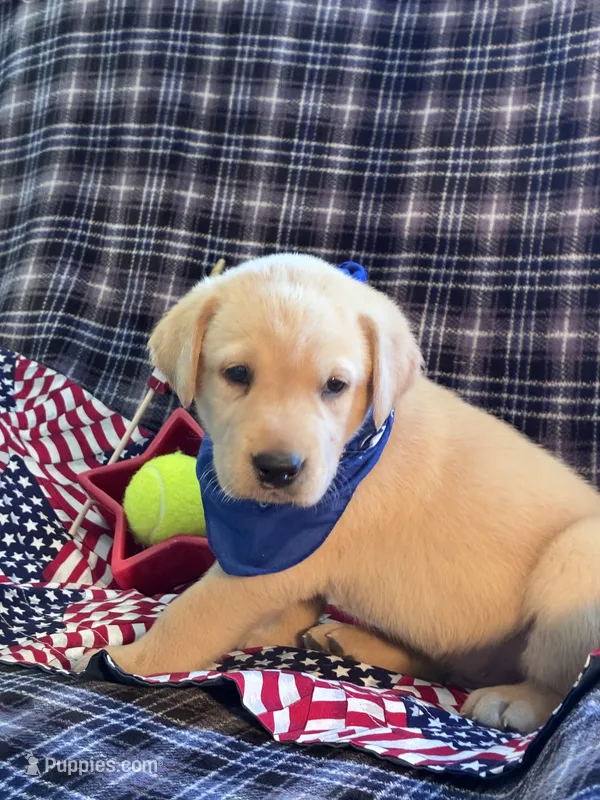 AKC Beau – Labrador Retriever puppy for sale in Pueblo, CO