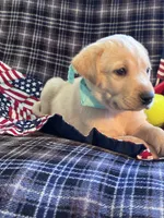 AKC Bolt, a male Labrador Retriever for sale in Pueblo, CO – 5 of 7