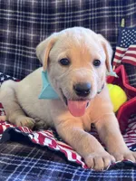 AKC Bolt, a male Labrador Retriever for sale in Pueblo, CO – 3 of 7