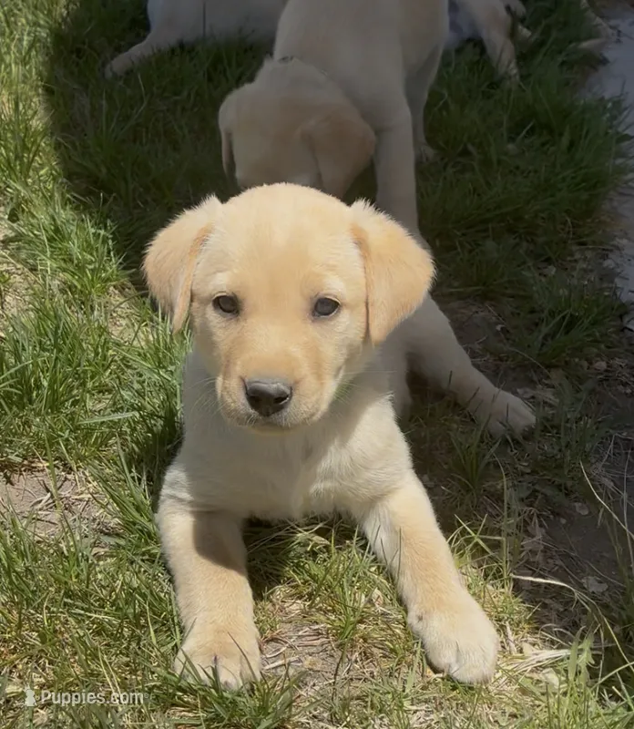 AKC Lily ready 5/15 – Labrador Retriever puppy for sale in Pueblo, CO