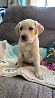 AKC Poppy 🐾🐾, a female Labrador Retriever for sale in Pueblo, CO – 3 of 7