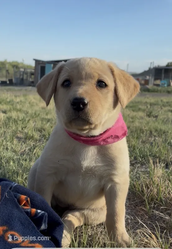 AKC Poppy ready 5/15 – Labrador Retriever puppy for sale in Pueblo, CO
