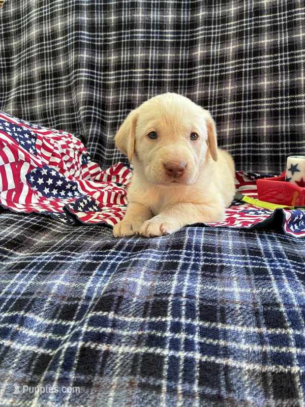 AKC Onna – Labrador Retriever puppy for sale in Pueblo, CO