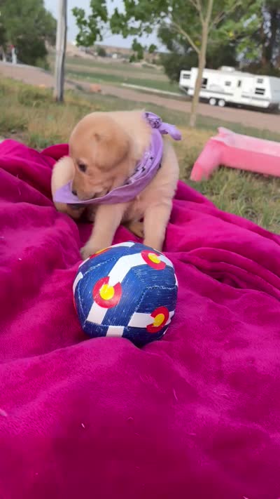 AKC Rapunzel, a female Labrador Retriever for sale in Pueblo, CO – 3 of 3