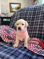 AKC Sophia, a female Labrador Retriever for sale in Pueblo, CO – 4 of 4