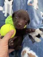 AKC Chocolate Chico , a male Labrador Retriever for sale in Pueblo, CO – 3 of 4