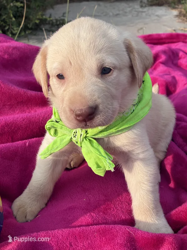 AKC Onna – Labrador Retriever puppy for sale in Pueblo, CO
