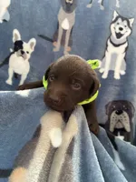 AKC Chocolate Chico , a male Labrador Retriever for sale in Pueblo, CO – 2 of 4