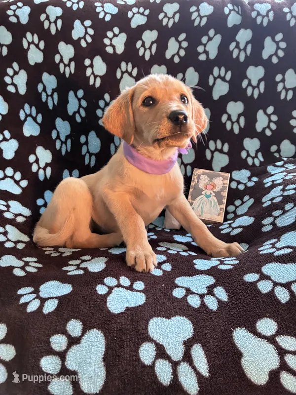 AKC Hunny – Labrador Retriever puppy for sale in Pueblo, CO