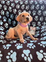 AKC Hunny, a female Labrador Retriever for sale in Pueblo, CO – 3 of 6