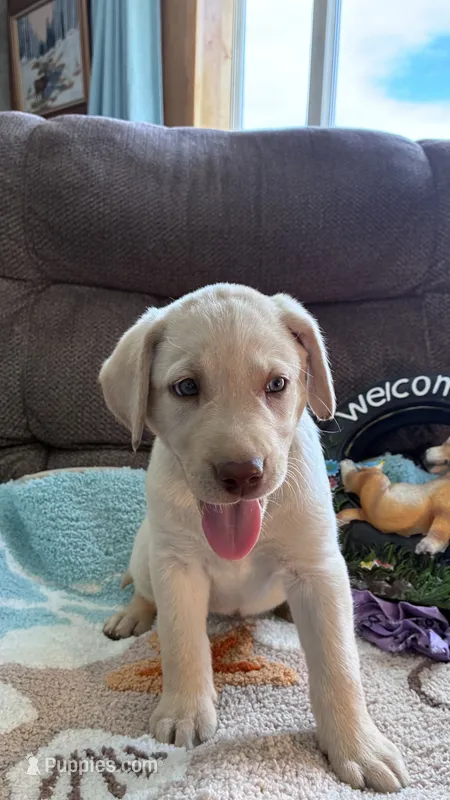 AKC Lila 🐾🐾 – Labrador Retriever puppy for sale in Pueblo, CO