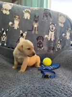 AKC Beau, a male Labrador Retriever for sale in Pueblo, CO – 3 of 3