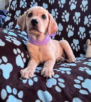 AKC Hunny, a female Labrador Retriever for sale in Pueblo, CO – 1 of 6