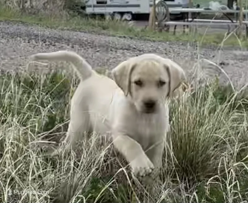 AKC Lila 🐾🐾 – Labrador Retriever puppy for sale in Pueblo, CO