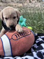 AKC Bear ready 5/15, a male Labrador Retriever for sale in Pueblo, CO – 2 of 3