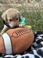 AKC Bear ready 5/15, a male Labrador Retriever for sale in Pueblo, CO – 3 of 3