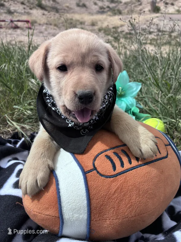 AKC Bear ready 5/15 – Labrador Retriever puppy on hold in Pueblo, CO