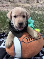 AKC Bear ready 5/15, a male Labrador Retriever for sale in Pueblo, CO – 1 of 3