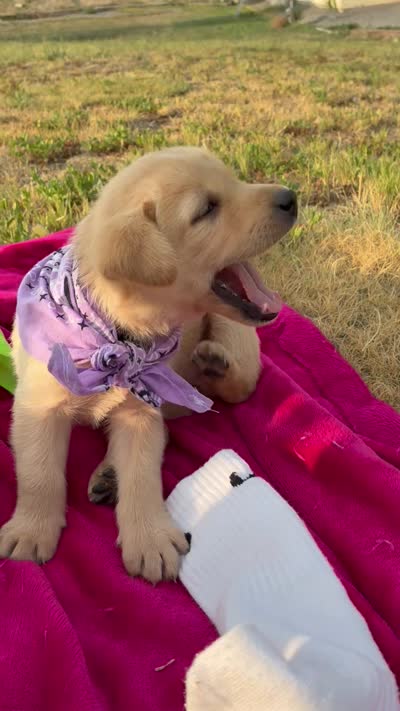 AKC Rapunzel, a female Labrador Retriever for sale in Pueblo, CO – 2 of 3