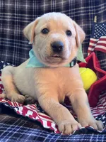 AKC Bolt, a male Labrador Retriever for sale in Pueblo, CO – 7 of 7