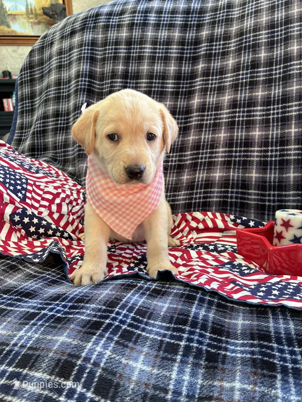 AKC Sophia – Labrador Retriever puppy for sale in Pueblo, CO
