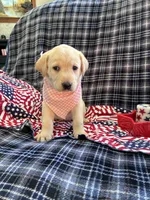 AKC Sophia, a female Labrador Retriever for sale in Pueblo, CO – 1 of 4