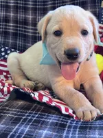 AKC Bolt, a male Labrador Retriever for sale in Pueblo, CO – 2 of 7