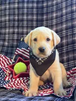AKC Aladdin , a male Labrador Retriever for sale in Pueblo, CO – 4 of 4