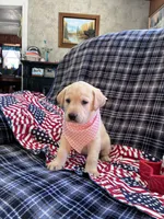 AKC Sophia, a female Labrador Retriever for sale in Pueblo, CO – 3 of 4