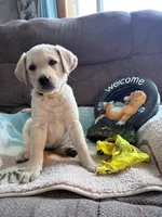 AKC Daisy ready to play🐾, a female Labrador Retriever for sale in Pueblo, CO – 2 of 7