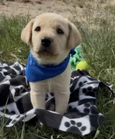 AKC Blue ready 5/15, a male Labrador Retriever for sale in Pueblo, CO – 1 of 4