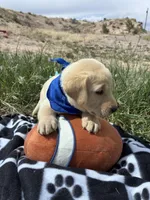 AKC Blue ready 5/15, a male Labrador Retriever for sale in Pueblo, CO – 4 of 4