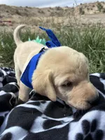 AKC Blue ready 5/15, a male Labrador Retriever for sale in Pueblo, CO – 3 of 4