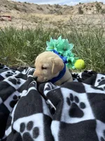 AKC Blue ready 5/15, a male Labrador Retriever for sale in Pueblo, CO – 2 of 4