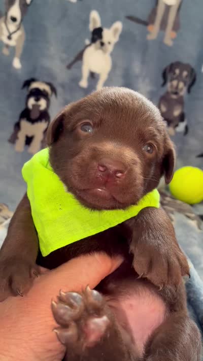 AKC Chocolate Chico , a male Labrador Retriever for sale in Pueblo, CO – 4 of 4