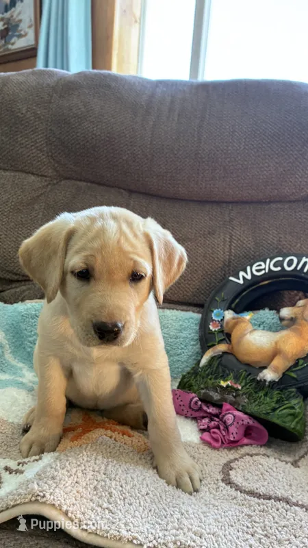 AKC Poppy 🐾🐾 – Labrador Retriever puppy for sale in Pueblo, CO