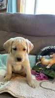 AKC Poppy 🐾🐾, a female Labrador Retriever for sale in Pueblo, CO – 5 of 9