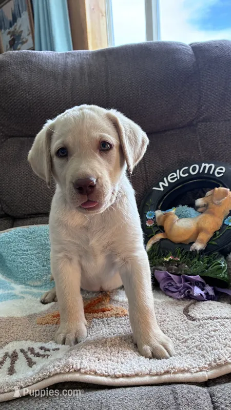 AKC Lila ready 5/15 – Labrador Retriever puppy for sale in Pueblo, CO