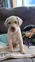 AKC Lila 🐾🐾, a female Labrador Retriever for sale in Pueblo, CO – 2 of 8
