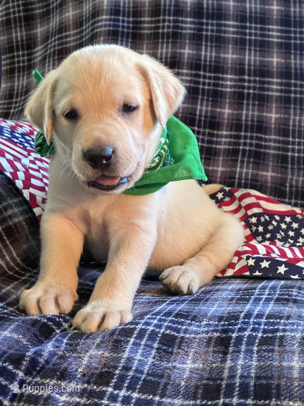 AKC Hunter – Labrador Retriever puppy for sale in Pueblo, CO