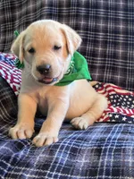 AKC Hunter, a male Labrador Retriever for sale in Pueblo, CO – 1 of 7
