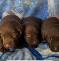 AKC Chocolate Chica🐾🐾, a female Labrador Retriever for sale in Pueblo, CO – 2 of 2