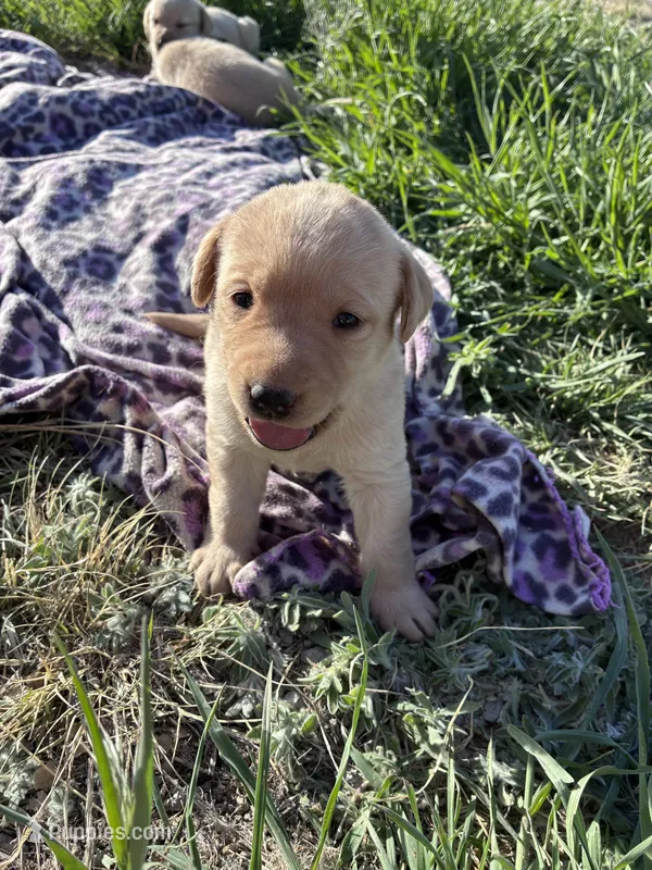 AKC Remi – Labrador Retriever puppy for sale in Pueblo, CO